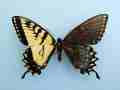 Papilio glaucus (bilateral gynandromorph, tumblr_n6boq9y6cU1r1w416o1_1280) (Internet Image property of respective owner, non-commercial use only)